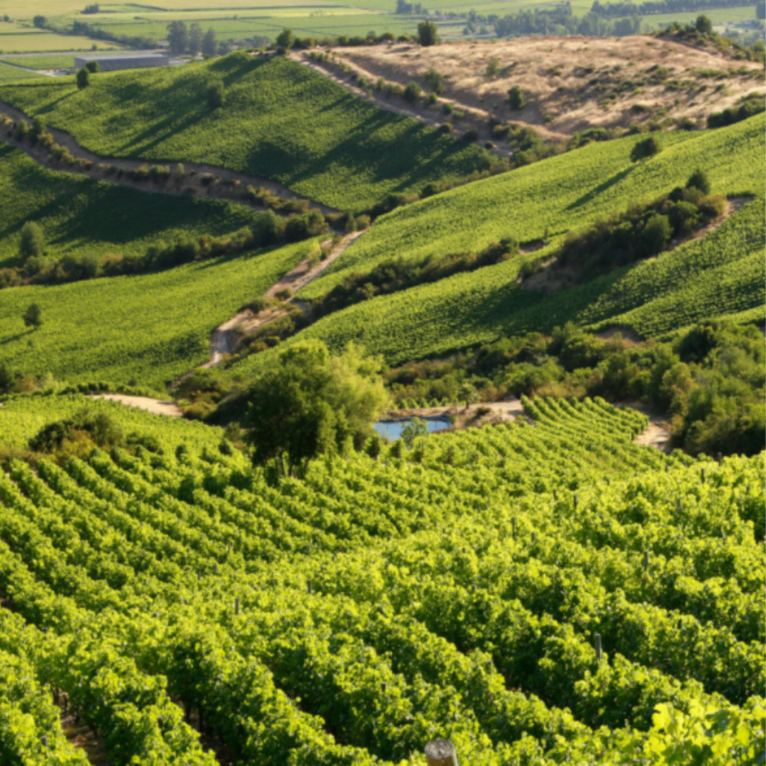 Il terroir del vino